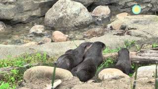 The National Zoo Welcomes a New Family of Otters [upl. by Kylynn]