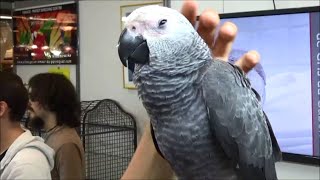 Psittacus erithacus  Linnaeus 1758 et SERENA HD gris du Gabon  ExpoZoo  102014 [upl. by Wilbert]