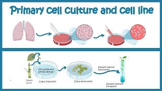 Primary Cell culture and cell line  Cell culture basics [upl. by Ydnyc]