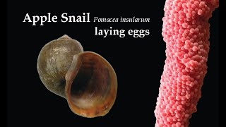 Apple Snail Pomacea maculata laying eggs [upl. by Siraved]