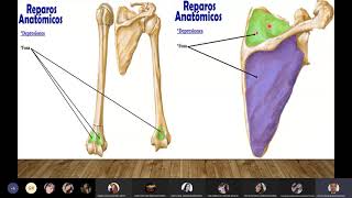 ANATOMÍA REPAROS ANATÓMICOS ÓSEOS [upl. by Eahsed492]