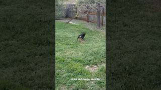 4 mo old black and tan coonhound puppy zoomies blackandtan blackandtancoonhound coonhound leroy [upl. by Anoit729]