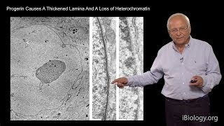 Robert Goldman Northwestern UMBL Part 2 Nuclear Lamins [upl. by Anirual]