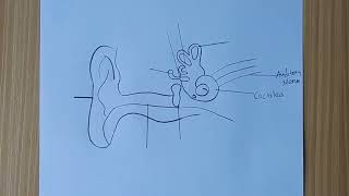 How To Draw Diagram of Human Ear  showing outer middle and inner ear [upl. by Scandura]