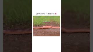 Earthworms Fertilization 🔥😍 shorts earthworm shirazivillagevlog [upl. by Ailedo38]