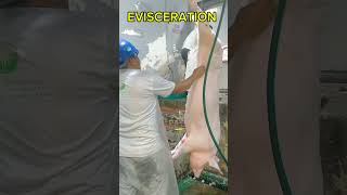 SWINE SLAUGHTERING PROCEDURE FROM A TO Z [upl. by Karie]