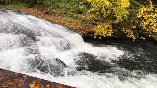 Salmon Jumping Lake Creek Falls 1142024 [upl. by Freytag]