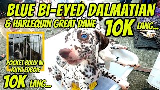 ANG GANDA MURA LANG GREAT DANE PANALO 10K POCKET BULLY NI KUYA EDBOIE [upl. by Sej910]