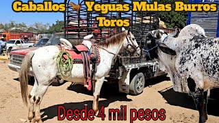 Caballos Yeguas Pony Mulas Burros Toros Vacas becerros y mas en el Tianguis ganadero mas grande [upl. by Rehtul]