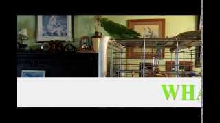 Kermet THE PARROT Yells at the Cat [upl. by Surtemed]