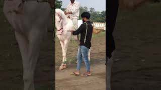 Horse riding challenge new video 🐎 Athner King rubab 🐎🥰horsedance horseriding animallover yt [upl. by Ezekiel258]