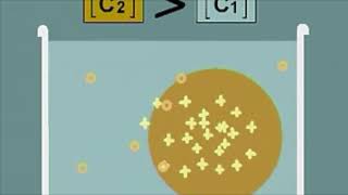 Obtention dun caryotype humain [upl. by Enerehs]