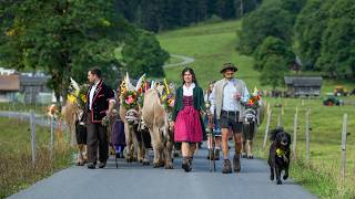 The cows have left the swiss alps  Swiss Tradition 4K [upl. by Fenella]