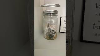 Mycelium VS Contamination  timelapse mycelium mushroom contaminated bacteria fungi timelapse [upl. by Htebzil52]