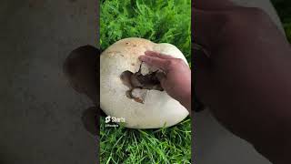 ROTTEN Puffball mushroom puffballmushrooms [upl. by Amandy]