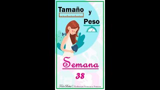 👉 Semana 38 de Embarazo 📏 Tamaño y Peso de tu Bebé [upl. by Oberon516]