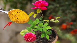 TOP 5 ROSE GARDENING SECRET TIPS  Best Fertilizer For Rose Plant amp Care Tips [upl. by Ruelu72]