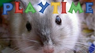 How Long You Should Play With Your Gerbils [upl. by Mansoor]