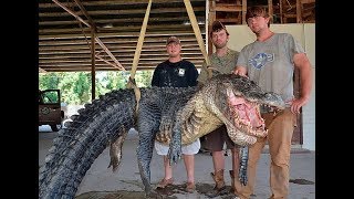 Capturan un cocodrilo gigante en el rio con una terrible sorpresa en su interior [upl. by Belinda761]