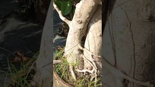 bonsai shorts BONSAI PLANT FOR SALE [upl. by Burra]