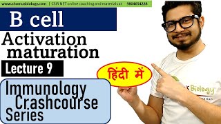 B cell maturation activation and differentiation  B lymphocytes in Hindi  Immunology lecture 9 [upl. by Uttasta]