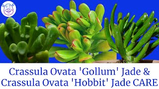 Crassula ovata GOLLUM Jade vs Crassula Ovata Hobbit CARE Propagation  MOODY BLOOMS [upl. by Ladnar]