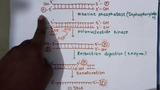 Maxam–Gilbert sequencingहिंदी में sequencing [upl. by Orna585]