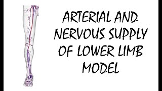 Arteries Veins and Nerves of Lower Limb Model [upl. by Trinette]