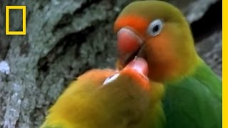 Birds of Paradise  Lovebirds  National Geographic [upl. by Cramer51]