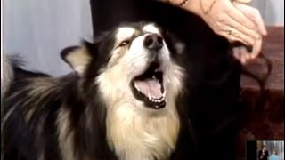 Singing Dog Contest on Johnny Carsons Tonight Show 1987 [upl. by Atsillak]