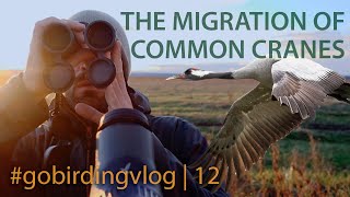 The Migration of Common Cranes  gobirdingvlog 12  Birding Vlog [upl. by Christal]