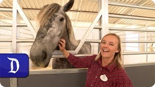 Tour the New Circle D Ranch Home to the Horses of the Disneyland Resort [upl. by Nilhtac]