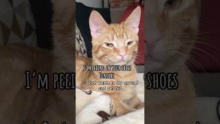 Freeloading cat cat cattitude funnyanimals catlover cuteecats [upl. by Aliemaj]