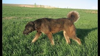 Safkan Siyah Kangal  Purebred Black Kangal [upl. by Einitsed]