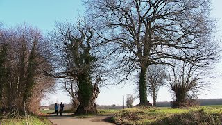 Récompense  le châtaignier de CellessurBelle élu arbre de lannée [upl. by Robers]