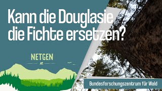 Kann die Douglasie die Fichte ersetzen [upl. by Annoel944]