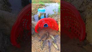 Survival Skills SIMPLE and USEFUL with PVC Fish trap survival shrots camping bushcraft skills [upl. by Lucille]