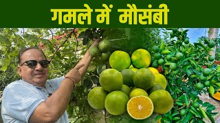 Mousambi Get 10x fruits  मौसंबी में पत्तियों से ज़्यादा फल कैसे पाये [upl. by Balf]