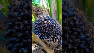 Palm fruit is mainly grown on small treesviralshortpalmgardenpalmtreemalaysiafishingfarming [upl. by Deehan]