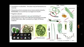 cyanobacteria kvshtet biology pgtbiology nvs dsssb 202425 [upl. by Ocinemod]