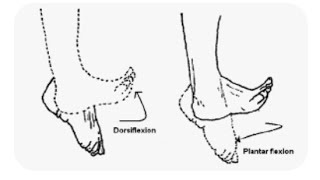 Dorsiflexion and plantar Flexion of the foot Anatomy body Movement terms [upl. by Yffat]