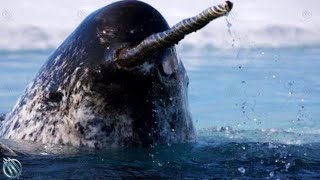 NARWHAL ─ The Jedi of The Sea Narwhal vs Orcas Polar Bears and Humans [upl. by Arni]