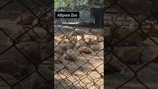 Deer at Alipore zoo [upl. by Sandor]