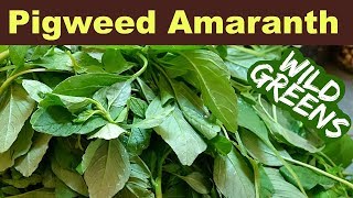 Garden Weeds You Can Eat  Pigweed Amaranth [upl. by Randi313]