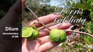 Threeleaf derris Derris trifoliata [upl. by Sprague969]