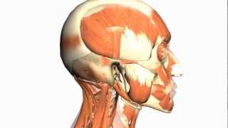 Skull tutorial 1  Bones of the Calvaria  Anatomy Tutorial PART 1 [upl. by Haiacim]