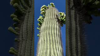 Saguaro and Pachycereus pringlii flowering at Cactus Country in Australia [upl. by Ayenat]