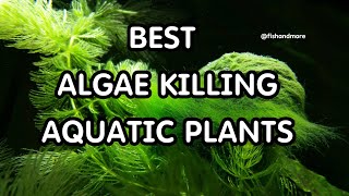 BEST ALGAE KILLING AQUARIUM PLANTS  ALGAE BUSTING PLANTS [upl. by Cthrine939]