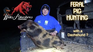 Hunting Feral Pigs Northern New South Wales Australia [upl. by Sherrard483]