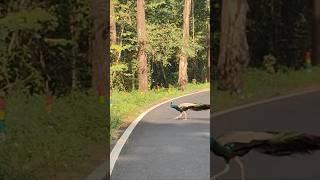 Peacock Crossing The Road While Deer Cub Stands Gazing  peacock deer nature forest hills [upl. by Toinette]